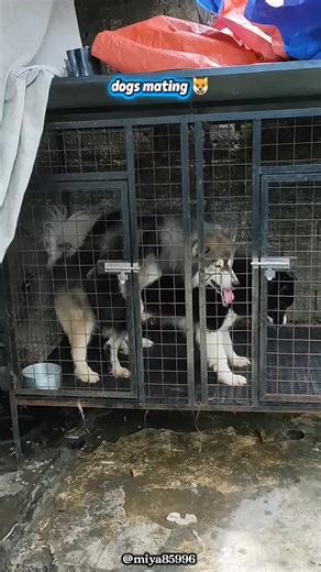 Dogs Breeding | Natural Process Explained 🐾 @TikTok #DogBreeding #DogsBreeding #CanineBreeding #NaturalMating #AnimalNature #DogLifeUSA #PetEducation #ResponsibleBreeding #DogLovers #PuppyCare