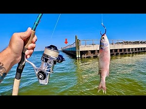 Tossed a LIVE! MULLET along the SEAWALL and Caught THIS!