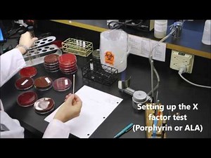 How to Identify Haemophilus influenzae in a Sputum Culture