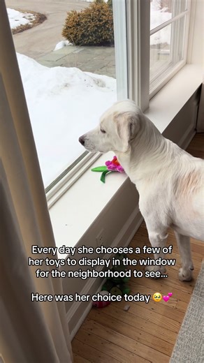 Spring Vibes with a Rescued Dog's Toy Display