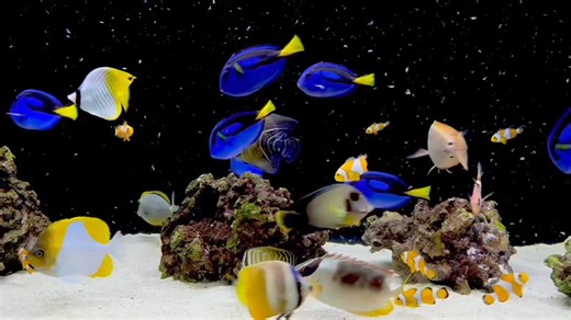 NEW MARINE FISH AVAILABLE 📍164 Cheltenham Road, Dandenong 3175 Open 10:30am - 5:30pm (closed Sunday & Monday) | Fish World Aquarium