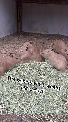 Adorable Capybara Babies at 3 Weeks Old