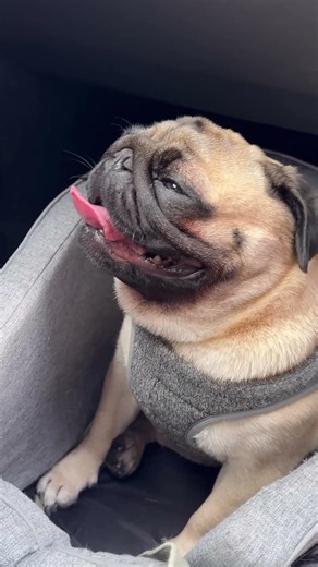 Falling Asleep in the Car | Poogie the Pug