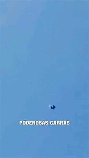 El animal más veloz del planeta, el halcón peregrino. 🦅 El halcón peregrino es el animal más veloz del mundo. Su velocidad en vuelo normal oscila entre 40 y 55 km/h, pero en picado puede alcanzar hasta 389 km/h. No es casualidad: su organismo está diseñado para soportar semejantes velocidades. Sus ojos cuentan con un tercer párpado, llamado membrana nictitante, que los mantiene lubricados y protegidos durante los vuelos a alta velocidad. Además, posee pequeños tubérculos óseos en las fosas nasa
