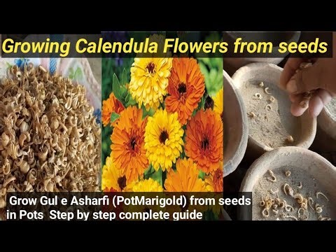 Growing Calendula (Pot Marigold ) Flowers From Seeds | Step by Step Complete Guide 
