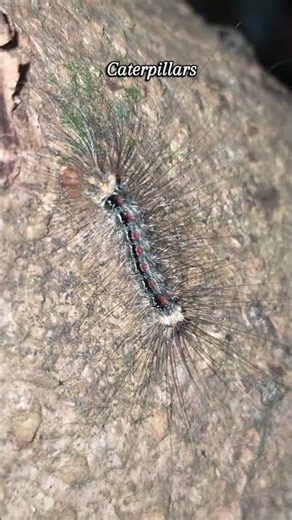 Caterpillars are eating the sap of a mango tree #caterpillar