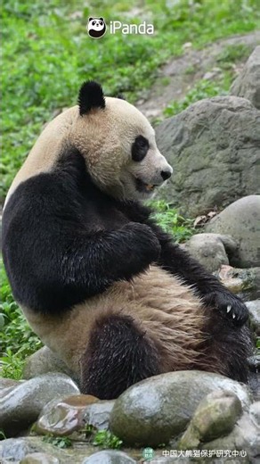 Panda Le Le Knows How To Beat Summer Heat | iPanda #shorts