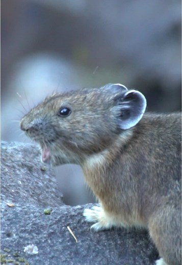 Caring for Native Wildlife at the Oregon Zoo
