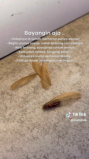 Kisah Hidup dan Perkembangan Laron yang Menyedihkan