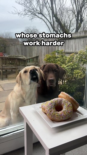 Dog Tricks and Tips Featuring Ollie the Labrador