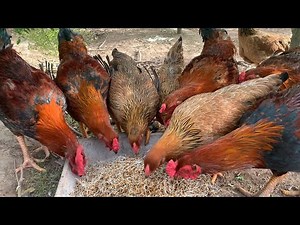 "How to Sprout Grain for Chickens – Natural, Nutritious, and Easy"