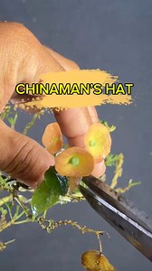The Chinaman's Hat bonsai gets its name from its distinctive, umbrella-shaped flowers that resemble a traditional Chinese hat. #bonsai #bonsaitree | Romeo Antipuesto Jr