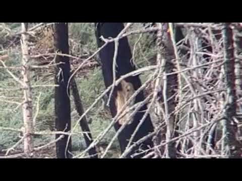 300 Yard BT Deer Hunt 110 Hammer Hunter 270 WSM