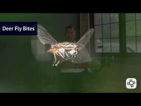 Common Insect Bites and Stings