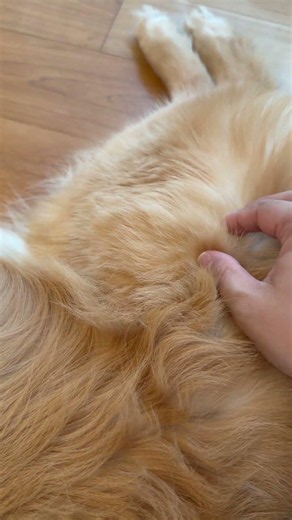 換毛期の抜け方が凄すぎるwww #ゴールデンレトリバー #大型犬のいる生活 #癒し