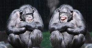 Chimpanzees' Communicative Gestures Share Similarities to Spoken Human Language