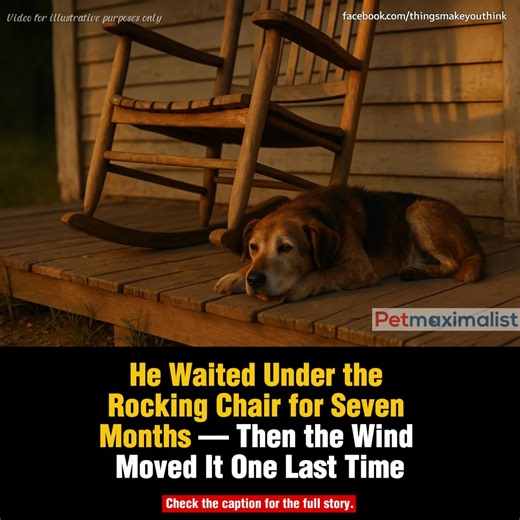 Every morning for 214 days, Rusty lay beneath the same creaking porch chair—waiting for the scent that meant she was near. But when the breeze shifted that evening and the chair moved without a soul around… something old stirred in the air, and he knew. Rusty had grown gray around the muzzle, though most wouldn’t know it—his fur was already a patchwork of rust-red, black, and white, uneven like spilled paint. He was some muddled breed of terrier and shepherd, maybe with a drop of hound thrown in
