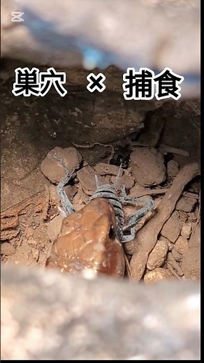 ニホントカゲの捕獲難易度は高い!!!#ニホントカゲ #爬虫類 #捕獲 #4k #接近 #ヤモリ #難易度 #捕食シーン