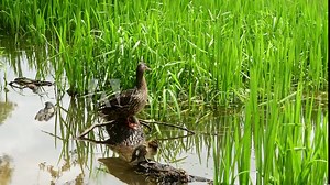 wild duck with little ducklings swims hunts and guards on a forest lake