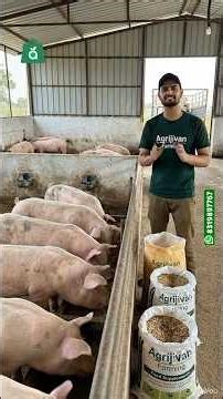 Pig Farming in Madhya Pradesh | Right Market, Right Quantity & Low Cost Feed