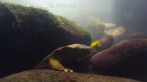 Also known as “mud devil”, “snot otter”, and “Allegheny alligator”, the Eastern Hellbender is an iconic species of giant salamander found in streams throughout Appalachia. Late August kicks off their mating season, which extends into October. Currently, male Hellbenders are creating rock “nests” in which females will lay their eggs. The males will then fertilize and guard the nest until they hatch, in about two months. These slippery friends can grow up to two feet long, and can live up to 30 ye