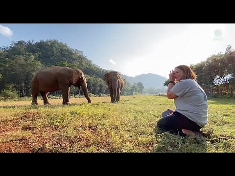 An Overwhelming Moment Of Woman Meet Her Old Elephant Friend - ElephantNews