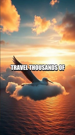 The Spectacular Flight of the Albatross