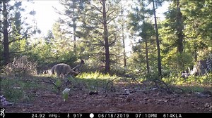 Newly-released footage shows the Lassen Pack, California's only known wolfpack, and their 3 new healthy pups. Read about the new pups - https://bit.ly/2KmFmIF Video courtesy of California Department of Fish and Wildlife | Active NorCal