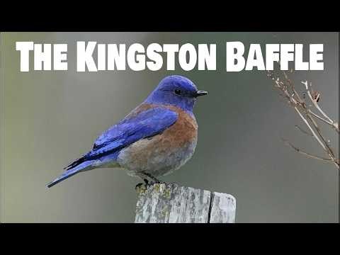 Making a Baffle for your Bird Box