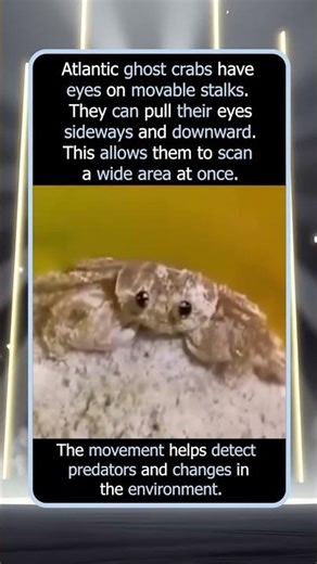 Why Atlantic Ghost Crabs Pull Their Eyes to the Sides