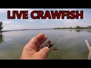 Bass Fishing With Live Crawfish