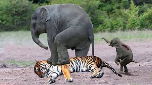 87K views · 2.1K reactions | OMG! Mother Elephant Rescue Her Baby From Tiger – Buffalo Take Down Wild Dogs, Hyenas, Tiger | Hanhphuc1 | Facebook