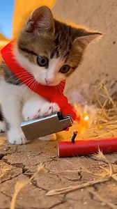 Kitten's Priceless Reaction to Its Own Firecracker Prank Our feline is back, this time experiencing a "fire cracker" firsthand! 😂 This "funny cat videos" clip captures the hilarious "cat reaction" to the unexpected bang. Watch as this "cute animals" moment takes a funny turn, making for a truly memorable "cat meme"! #funnycat #viral #shorts#fblifestyle #Parody #comedyreels | Global Weird News
