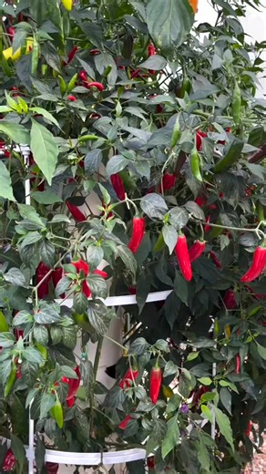 Harvesting & dehydrating Serrano peppers  How to make a Serrano pepper powder. Grown on a Tower GardenPutting your surplus of peppers in a dehydrator is an excellent way to preserve your peppers | Agrotonomy | Facebook