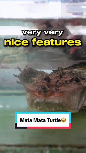 Turtle with a Smiling Face: Meet the Mata Mata Turtle!