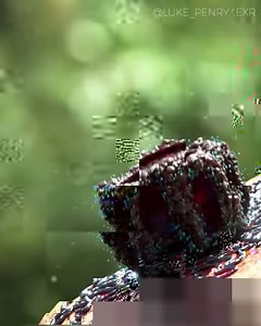 9.1M views · 415K reactions | "Mushrooms are miniature pharmaceutical factories, and of the thousands of mushroom species in nature, our ancestors and modern scientists have identified several dozen that have a unique combination of talents that improve our health." — Paul Stamets Featured art by @luke_penry.exr Luke is a 3D generalist based in south London. | COSM Chapel of Sacred Mirrors | Facebook