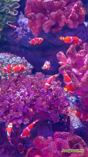 🐟 Clownfish Reef Wonderland – The Magic of Bangkok Sea Life Ocean World 🪸