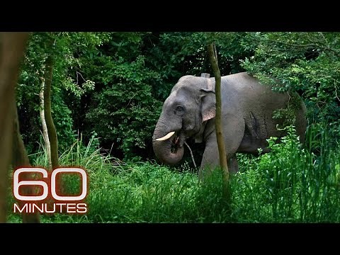 Scientists develop novel techniques to help stop human-elephant conflict in Thailand