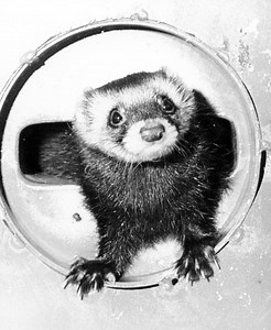 Felicia, the Fermilab Ferret