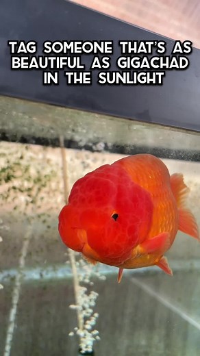 Giga Chad Fish and Paid Actors Revealed