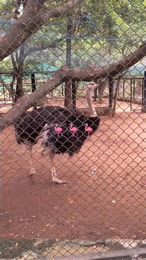 Ek shaant si namkeen jheel ke kinare, jahan pani halka gulabi chamakta tha, wahan flamingo ka ghar🦩🦩
