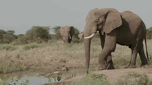3K reactions · 629 shares | Kenya's iconic wildlife needs help to...