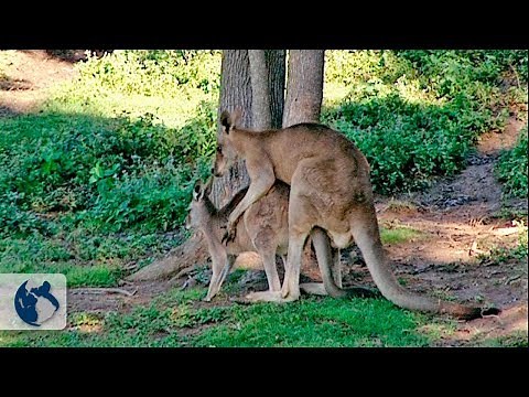 Mating Between Species. Bonds - Part 2