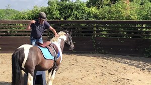 115K views · 881 reactions | Mary Poppins pony? This 8 year old broodmare backed and sold as the perfect pony is in for schooling because of issues and napping. Backing is just the start, riding on and finding the easiest way of going can set them up for a better ridden career. | Michael Peace - Think Equus | Facebook