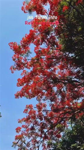 Jss turns into red paradise 🌺 #prabhuvlogs #dharwad #vlogs