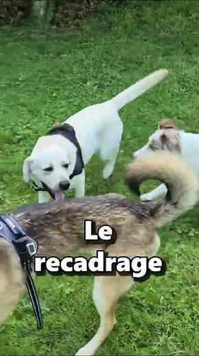 L'apprentissage des codes Canin : Quoi de neuf à la Socia ? #2