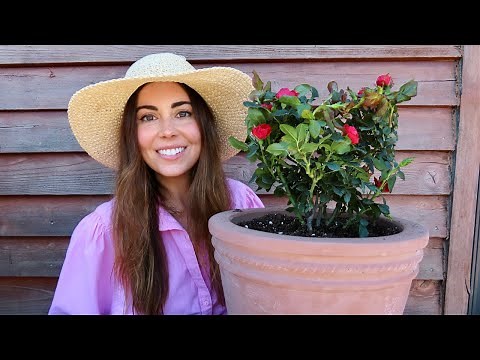 Planting Petite Knockout Roses | Container Gardening