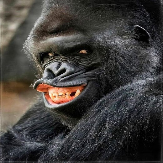 EU OLHEI PRO LADO E VI UM MACACO (FUNK MEME)