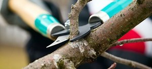 Pruning Trees - Making Cuts | DoItYourself.com