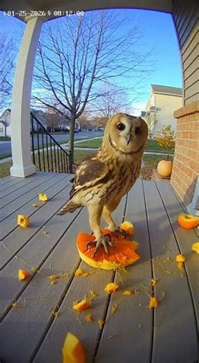 Owl Destroys Pumpkin in One Landing